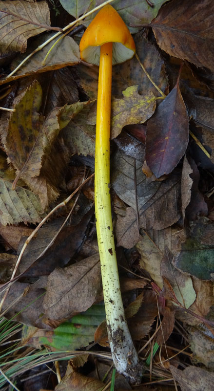 Hygrocybe konradii